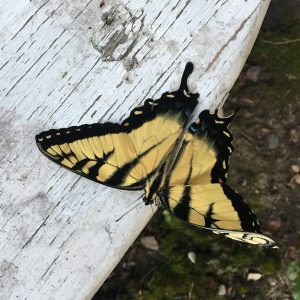 swallowtail butterfly with curled wing