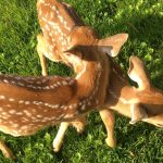 Fawn Spirit Animals - Moving In