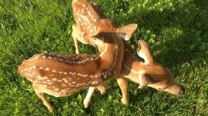 Fawn Spirit Animals - Moving In