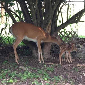 deer bath time