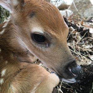 Magnolia fawn close-up