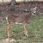 Momma - A Wildlife Birthing in My Deer Family