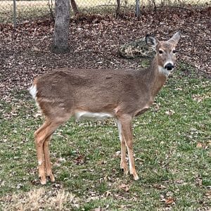 Momma - A Wildlife Birthing in My Deer Family