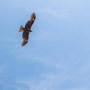 Lofty Return