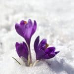 Spring to Life